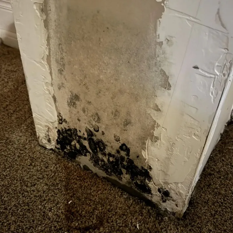 Professional Mold Removal in Eucalyptus Hills, CA